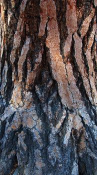 isolated closeup of brown Tree Bark Texture Background