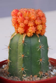 green Cactus plant grafted with orange cactus