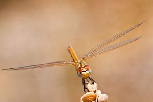 Image of a dragonfly ( sympetrum sp ) accomplished like photo of approximation.