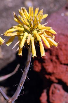 isolated closeup of yellow succulent flowers in bloom