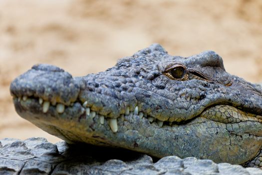 Detail of the head of a nile crocodile, Crocodylus niloticus
