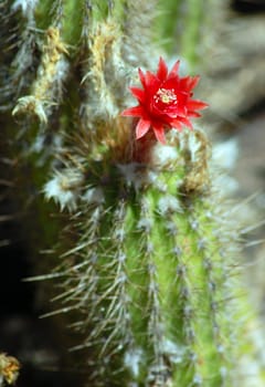 red flower blooming on green Cactus plant