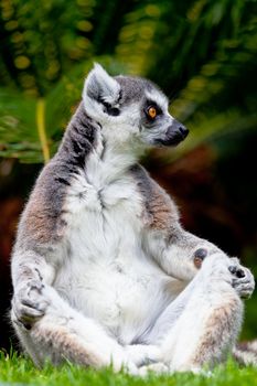 Beautiful specimen of Lemur of ring-shaped tail taking up a curious pose