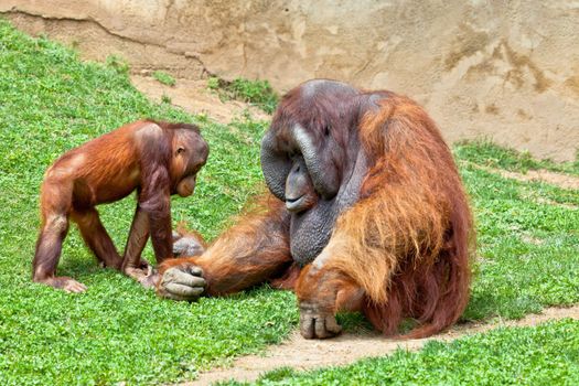 Two beautiful specimen of Orangutan of Borneo, Pongo Pygmaeus