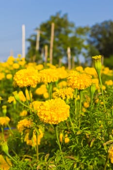 marigold field