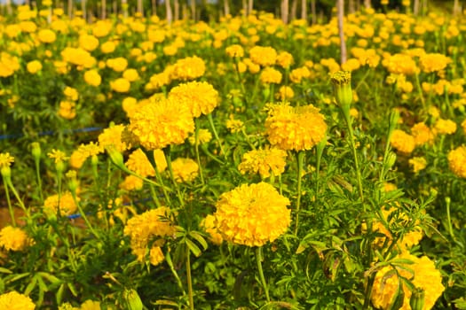 marigold field