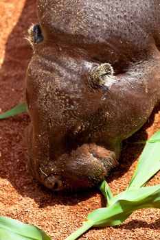 Sympathetic specimen of Hippopotamus pigmy, Hexaprotodon liberiensis