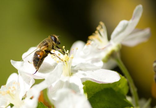 Bee working on the flower in springtime