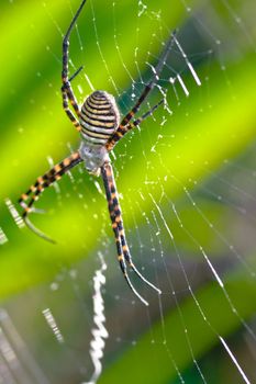 A spider,  Argiope bruennichi,  of considerable size and threatening aspect