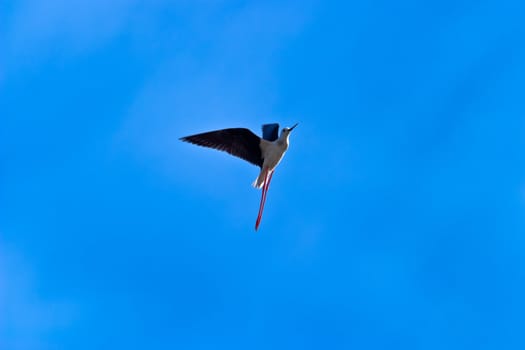 a little and beautiful Black-Winged Stilt airborne