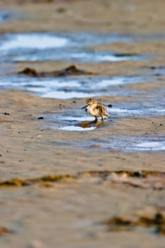 Black-Winged Stilt chick expecting its progenitors' return