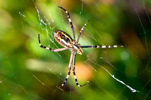 A spider,  Argiope bruennichi,  of considerable size and threatening aspect