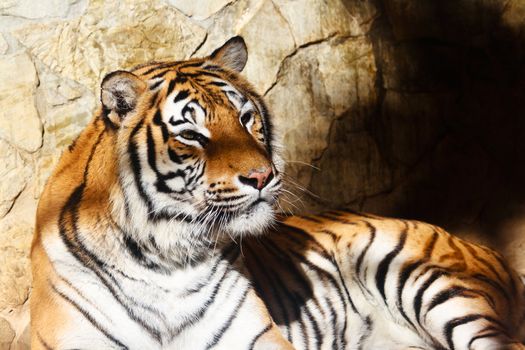 Fantastic specimen  of Bengal tiger posing placidly