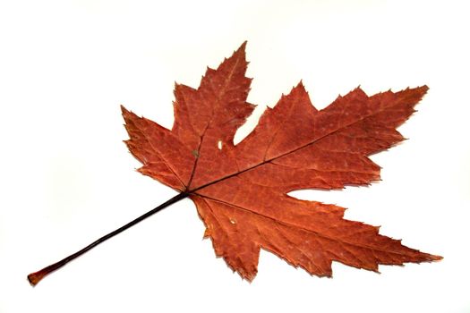red-brown autumn leaf on a white background