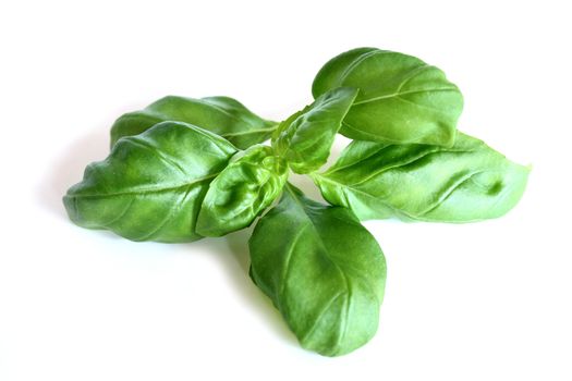 basil on a white background
