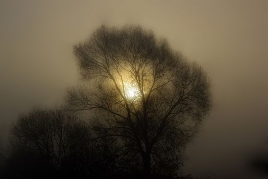 Early morning sun in the fog, seen through the tree