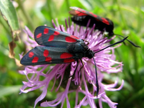two moth sitting on a flower