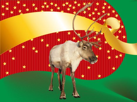 Fun Christmas or Holiday card or others with a complete reindeer or caribou on funky red and green background with gold stars and ribbon for your text.