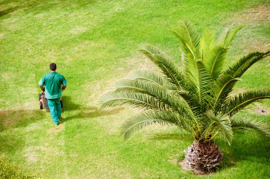 Man working in an exotic garden.