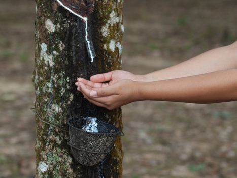 Asian woman collecting latex in a rubber estate in Malaysia