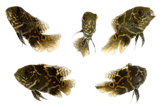 Five tiger oscar fish. Taken on a clean white background.