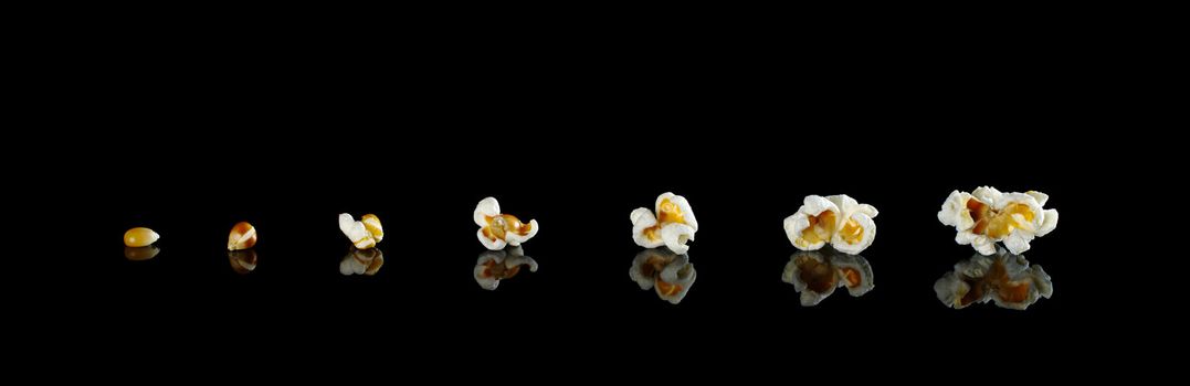 The different stages from the maize kernel to the popcorn photographed on black with reflection 