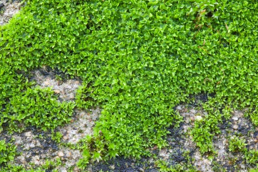 Close up Moss on the wall