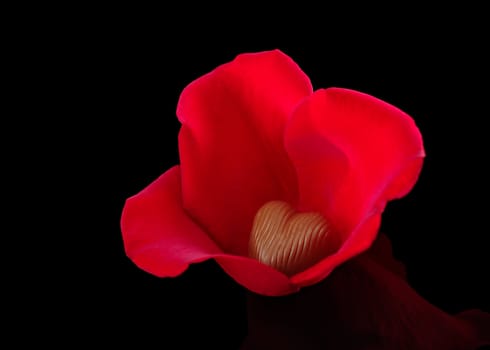 Heart shaped milk chocolate surrounded by red rose petals and photographed on black (Selective Focus, Focus on the chocolate)