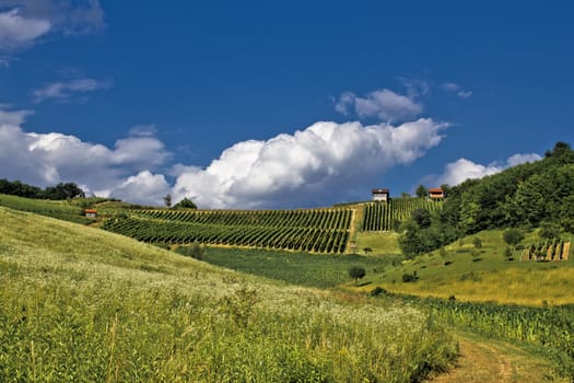 Springtime green idyllic hill with vineyard, Zagorje, Croatia
