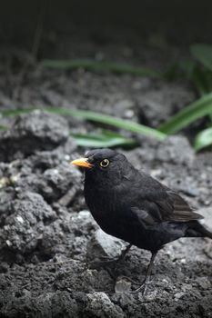 A side on view of an adult male blackbird, Turdus Merula. One of the commonest UK birds.