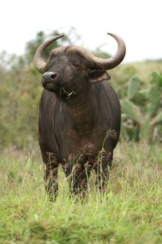 African buffalo with grass in it's mouth and scenting the air for danger