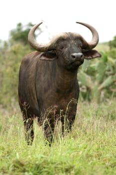 African buffalo with grass in it's mouth and scenting the air for danger