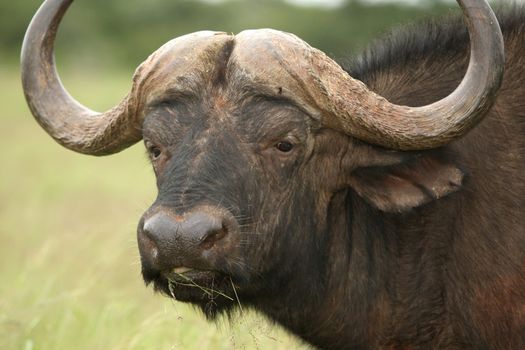 African buffalo with large horns and grass in it's mouth