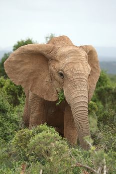 Female African elephant with green leaves to eat