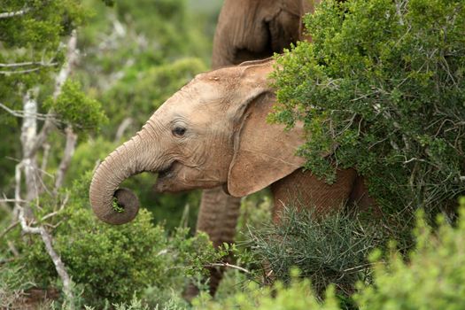 Young African elephant with green leaves in it's trunk