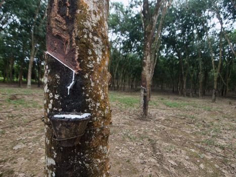Rubber tree with latex dropping into a collecting cup in Malaysia