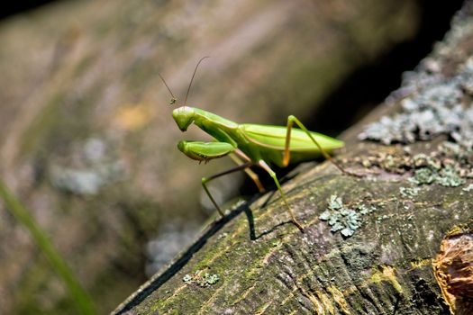 Green Praying Mantis in natural wooden environment