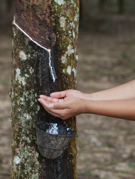 Asian woman collecting latex in a rubber estate in Malaysia
