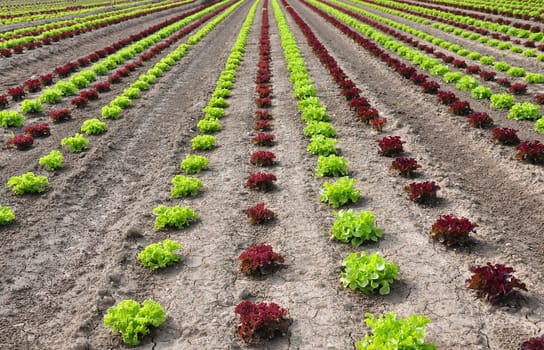 Lettuce field