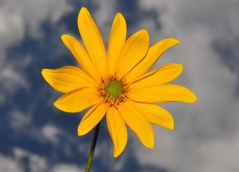 Small sunflower