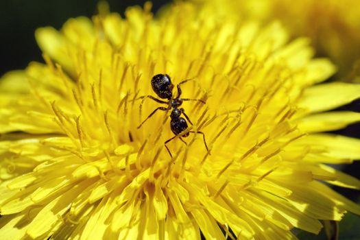 Ant feeding off the nectar at the bottom of a dandelion flower meanwhile being covered by pollen, reciprocity or cooperation concept.