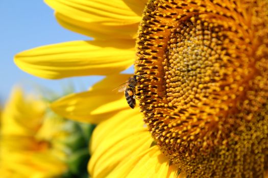 bee on sunflower summer scene