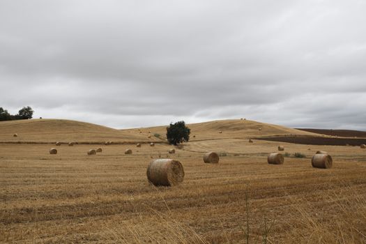 Waiting for the storm in Tuscany, fields and vineyard under a gray stormy sky.