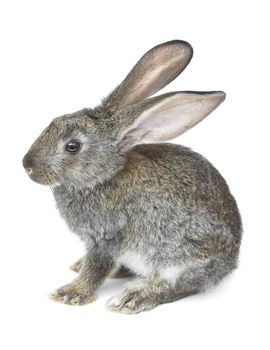 gray rabbit isolated on white background