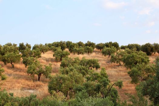 hill with olive trees