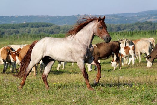 stallion running across the field