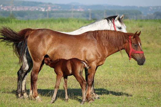 foal feeding with milk from mare