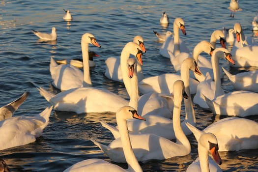 swans and lake