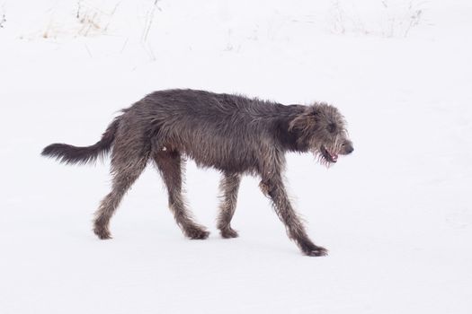An irish wolfhound walking on a snow
