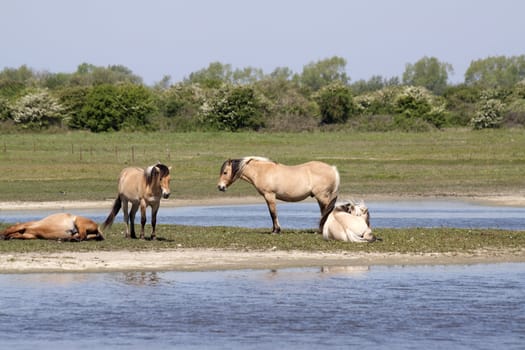 Horses resting on a small island in the meadow